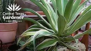 Overgrown Agave: How to Cut Off?