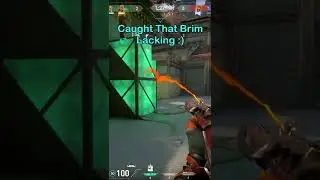 Reaver Spectre *Buff* 💪