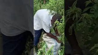 Plant sweet potato veins in sacks . It increases food production and income on small scale farms.