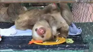 Meet the sloths