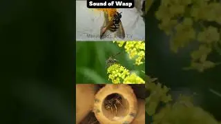 Wasp Sound for Kids | Insect Sounds | MiniMinds Kids TV #shorts