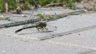 Free of copyright video / Odonata / Vretence / Aeshna / Onychogomphus forcipatus /