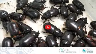 Coconut Rhinoceros Beetle Guam Type (CRB-G)