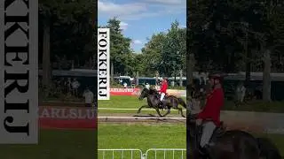 WK Ijslandse paarden: de fokkerij test. #lovemysubscribers #paard #icelandichorses #icelandic #horse