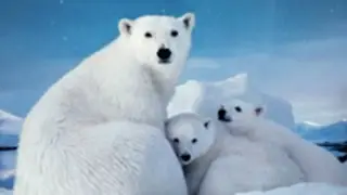Best Documentary Films BBC Planet Earth HD 1080p - Artic - BBC Documentary 2016