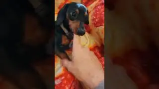 When they ask is your dog mean #shorts #dachshund #dog #attitude