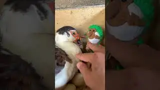 О боже! 😬🦆 Злая утка только что укусила меня за Брр-Брр Патапим! #утка #шорты #тренды