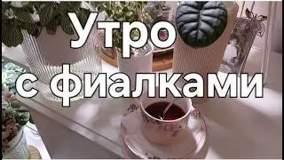 Утро с фиалками