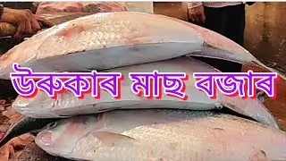 Bhogali bihu Fish Market in Nalbari !! Bihu mass bazar !! Assamese magh Bihu ! Big fishing🎣