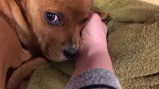 Thomas the puppy