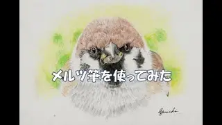 【色鉛筆画】スズメとにらめっこ  Drawing a sparrow's face from the front with colored pencils