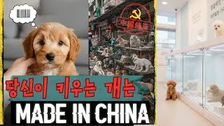 한국 농장개 가고 중국 농장개 온다. 한국 펫샵을 점령하는 중국 농장개들
