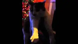 Grumpy Cat Sings and Bites