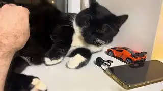 Purring Cat sound for Relaxation. Relax and Purr. Sweet Cat purring 103 Sweet video for relaxation 