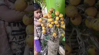 The Most Expensive Type Of Palm Tree