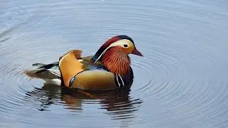 2015 弘前公園美麗の鴛鴦(鴛鴦戲水、鴛鴦浴)