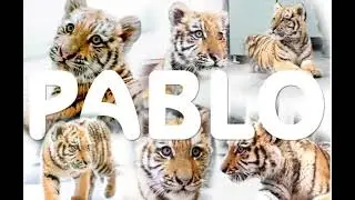 Készítette Stankovics Bernadett Pablo a kis tigris