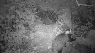 30 Minutes of Badgers - UK Trail Camera Footage