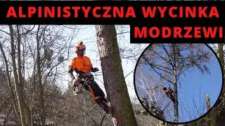 🌲 ALPINISTYCZNA WYCINKA MODRZEWI - Dwa dni pracy, GoPro na kasku, wycinka + historie w przerwie 😛