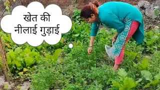 Vlog 11 || खेत की नीलाई गुड़ाई || • 19 November 2025 •