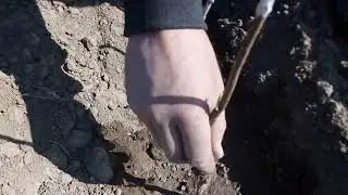 Висадка Сливи сорт Ненька