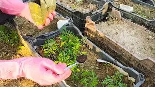 Best Natural Fertilizer for Seedlings &ndash; Grow Bigger & Healthier Plants!