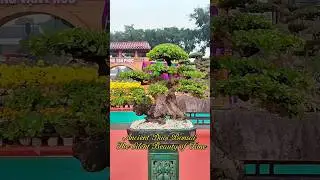 Ancient Duoi Bonsai &ndash; The Silent Beauty of Time | Tuyệt t&aacute;c duối cổ &ndash; Vẻ đẹp trầm mặc của thời gian