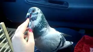 Pet Racing Pigeon in love (Majom)