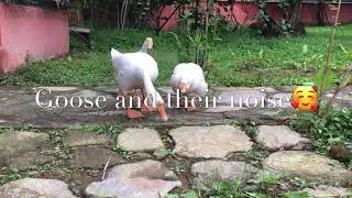 How Goose Make Sound/noise?