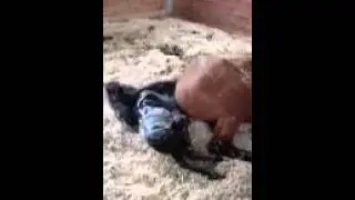 Jane giving birth part 1