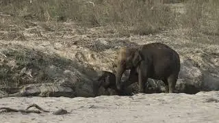 Wild life🐘 baby elephant struggle