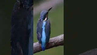 Here is the best kingfisher video you must watch!!!!!