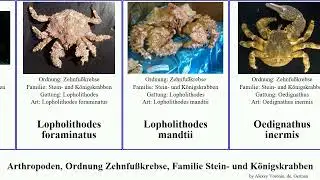 Arthropoden, Ordnung Zehnfu&szlig;krebse, Familie Stein- und K&ouml;nigskrabben crab platypus arthropoda Busy