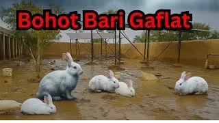 Gaflat Ka Sab Se Bara Nuqsan 😭 Barish Ki Waja Se Sare Rabbits Bimar Ho Gaye