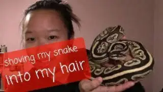 Forcing My Ball Python Into My Bun