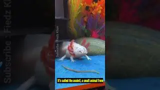 Scientists Are Shocked by This Strange Salamander!
