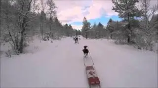 2016 EU wch combine pulk/skijor 15k