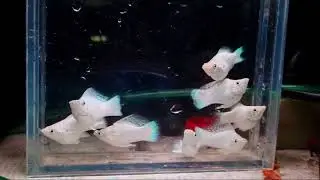 Radium white ballon molly#vairal #fish #fishtank #foryou #exoticaquariumfish 