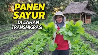 KESIBUKAN PASANGAN TRANSMIGRAN MUDA ASAL TRENGGALEK,DI TRANSMIGRASI KALIMANTAN UTARA, BERKEBUN SAYUR