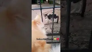 Misti calling for... &hearts;️😅😜 @ritikadashlifestyle1784 @funnyloafers @crmishraonyt #dog #cat