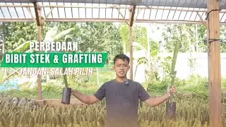 PERBEDAAN BIBIT BUAH NAGA STEK VS GRAFTING, MANA YANG LEBIH UNGGUL ?