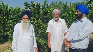 BEST SWEET ORANGE ORCHID IN HOSHIARPUR