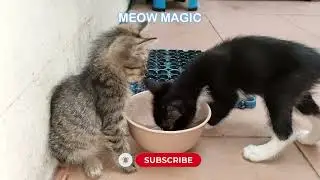 Lost Kitten Reunion Miss #charliechaplin #story #cat #kitten #mymeowmagic