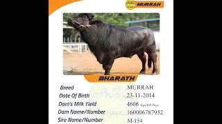 ABC veeravali top murrah bull Bharath #youtubeshorts #shorts#dairyfarm  Top seeman bank