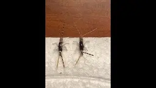 Double Trouble Nymph //with Lively Legz