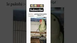 Parrot |  Abusing #birdsounds #parrottalking