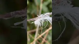 Day 8-Dark Days December Challenge - a tiny white feather #winterwellbeing #winter #winterwellness