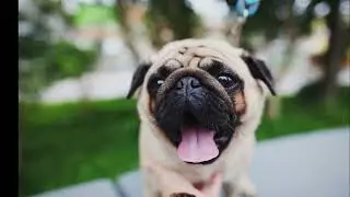 Majority of Japanese Pet Owners Reluctant to Microchip Their Cats and Dogs