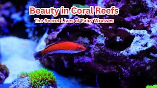 FairyWrasse#CoralReefs#ColorChangingFish#ProtogynousHermaphroditism#FishCleaningSymbiosis