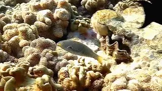 Bluelined wrasse (Stethojulis albovittata) female, Стетоюлис белополосый, Синий губан самка